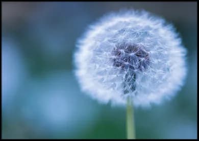 Postkarte - Nady Ginzburg - Pusteblume