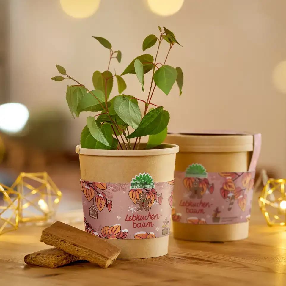 Die Stadtgärtner - Lebkuchenbaum aus dem Becher